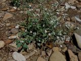 genus Heliotropium