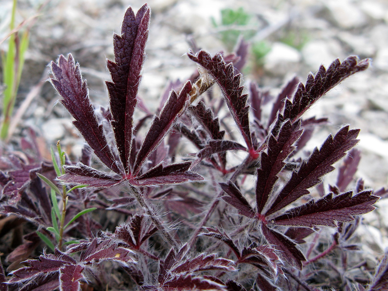 Image of genus Potentilla specimen.