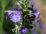 Nepeta grandiflora