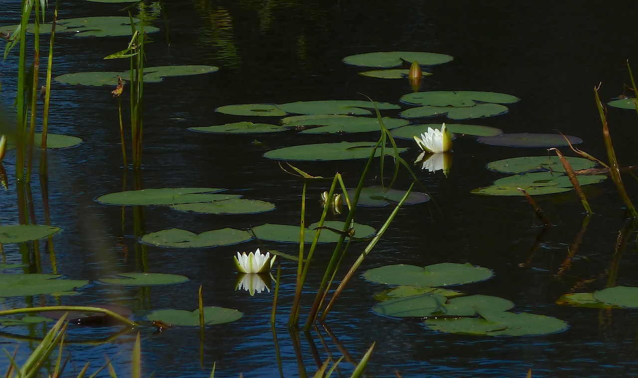 Image of Nymphaea candida specimen.