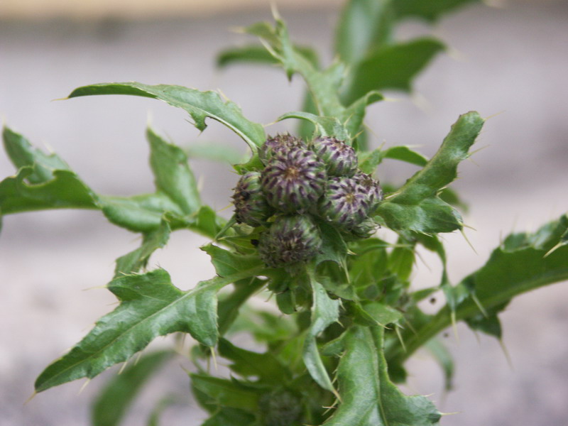 Image of Cirsium arvense specimen.