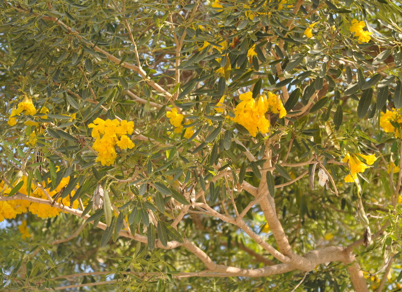 Image of Tabebuia caraiba specimen.