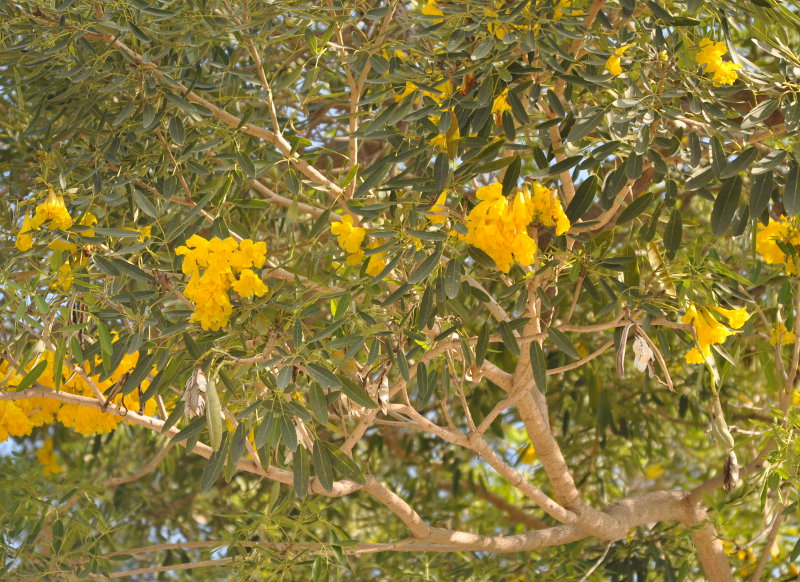 Изображение особи Tabebuia caraiba.