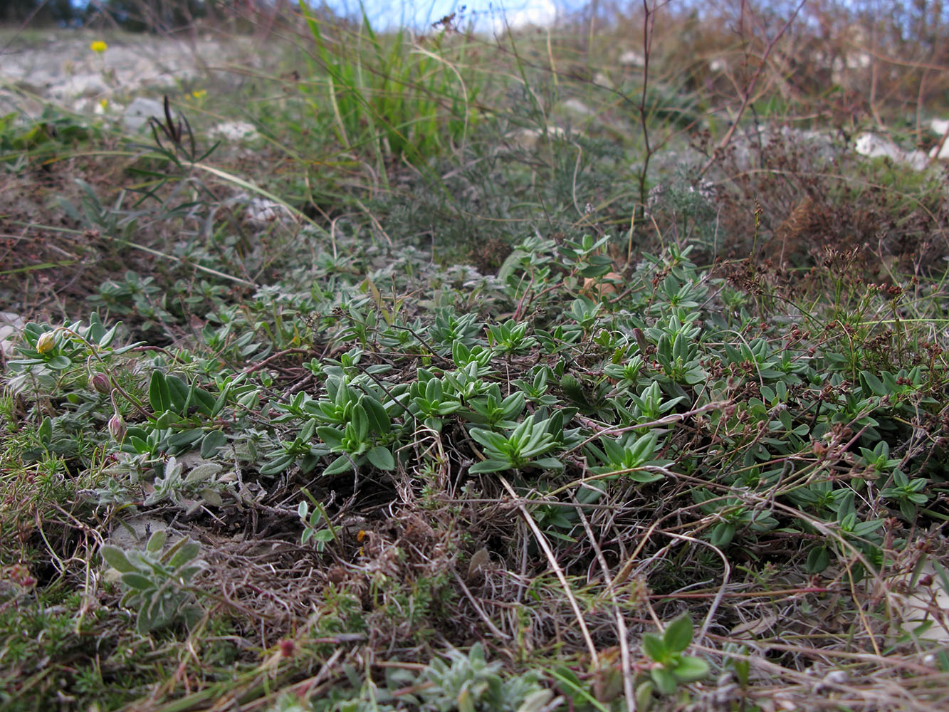 Image of Helianthemum ovatum specimen.