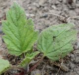 Phacelia bolanderi