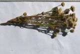 Erigeron acris ssp. botschantzevii