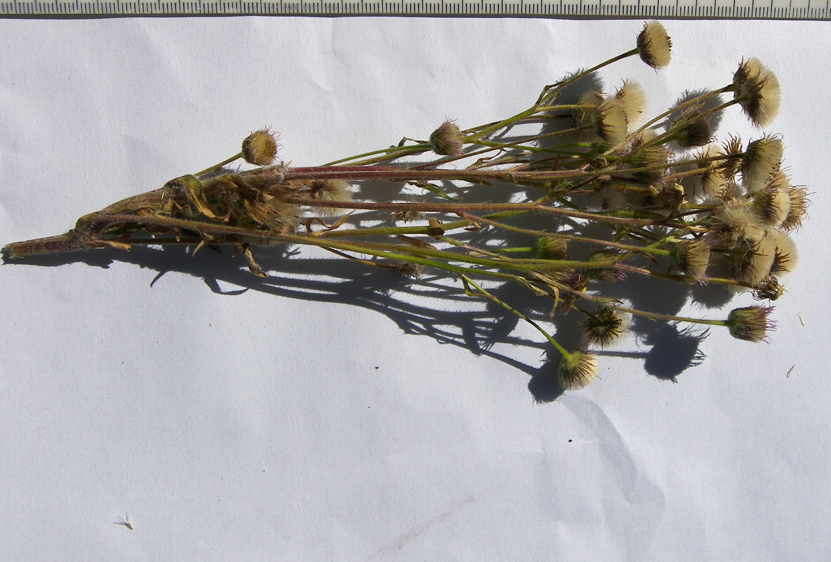 Image of Erigeron acris ssp. botschantzevii specimen.