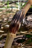 Equisetum arvense