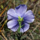 Linum squamulosum