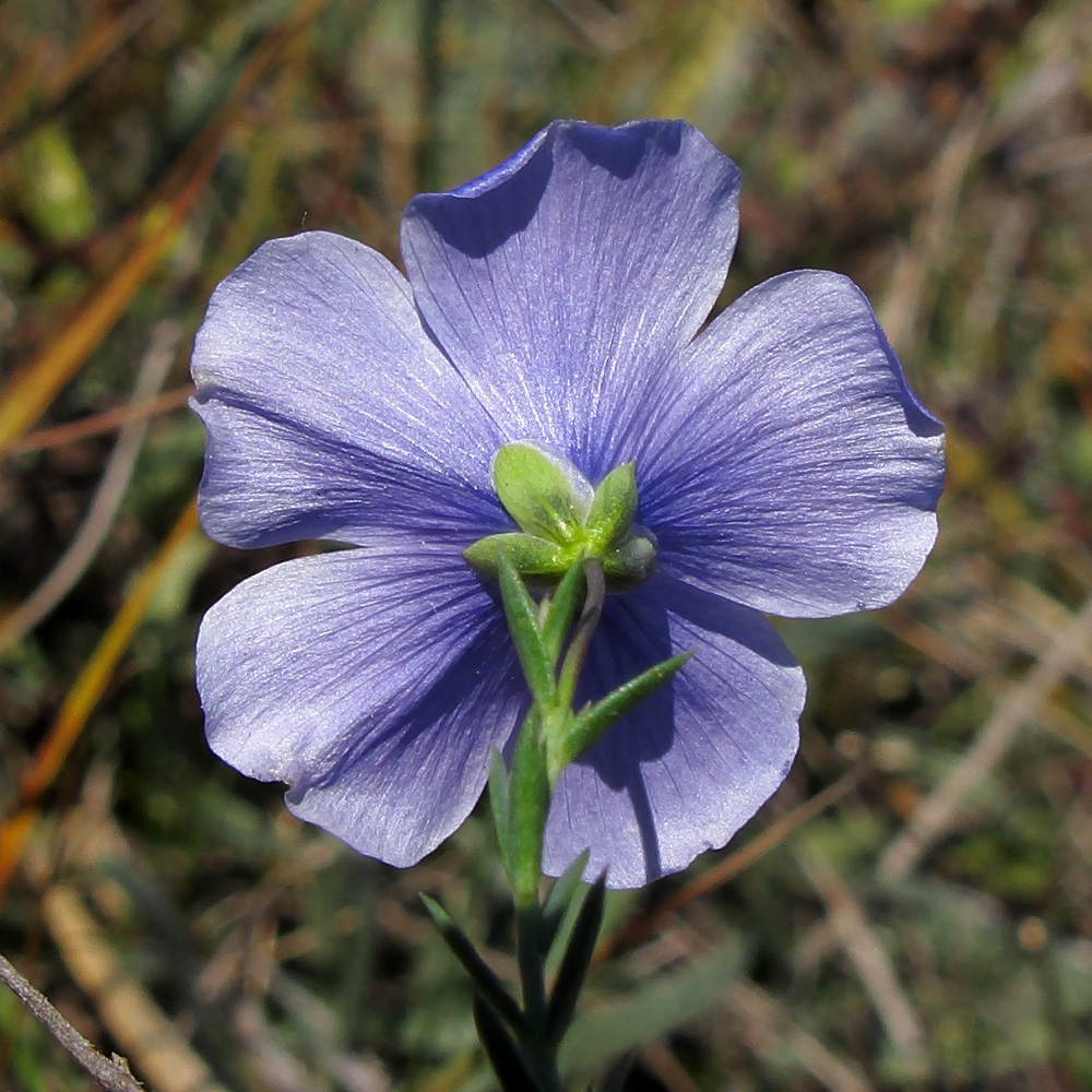 Изображение особи Linum squamulosum.