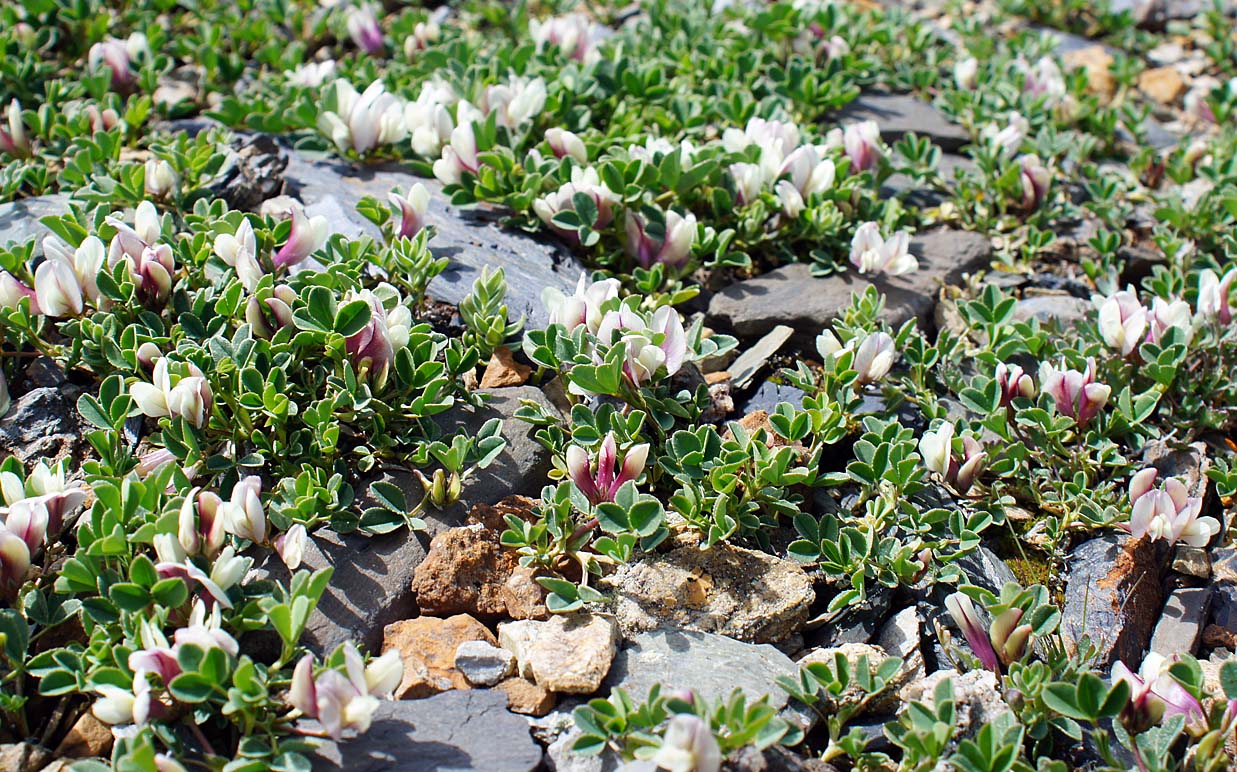 Image of Trifolium eximium specimen.