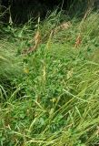 Crotalaria pallida. Цветущее и плодоносящее растение. Таиланд, остров Пханган. 24.06.2013.