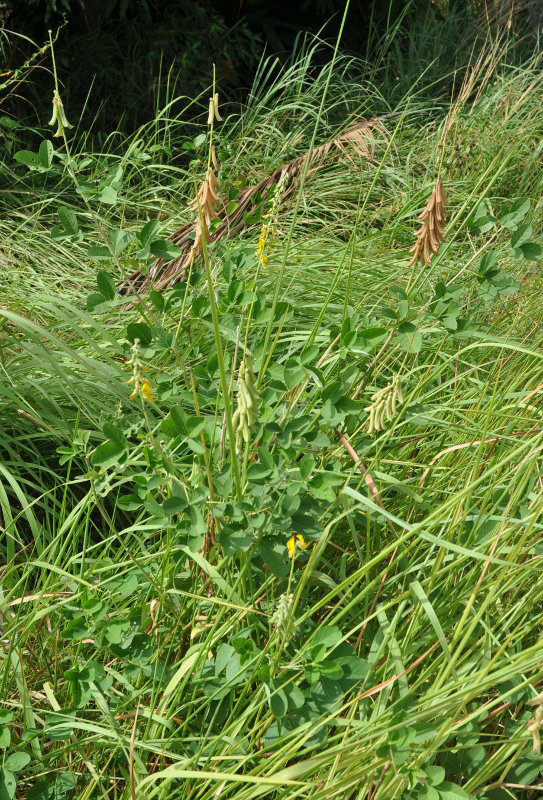 Изображение особи Crotalaria pallida.