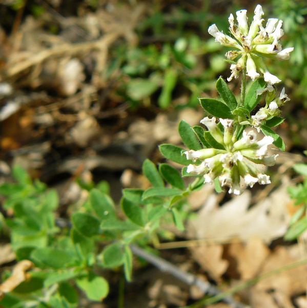 Изображение особи Dorycnium herbaceum.