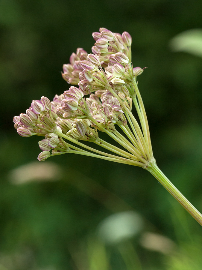 Изображение особи Selinum carvifolia.