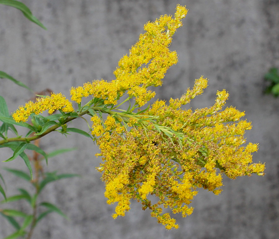 Image of Solidago canadensis specimen.