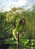 Archangelica officinalis