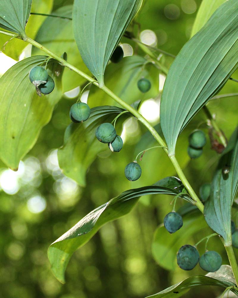 Image of Polygonatum multiflorum specimen.