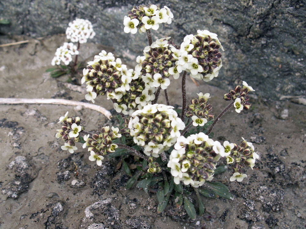 Image of Braya rosea specimen.