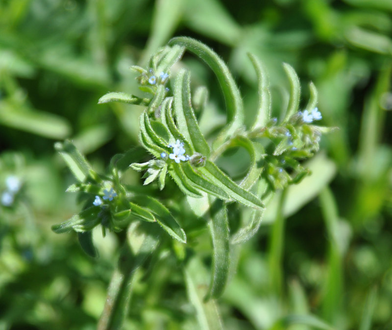 Изображение особи семейство Boraginaceae.