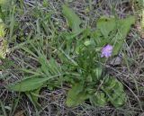 Knautia orientalis