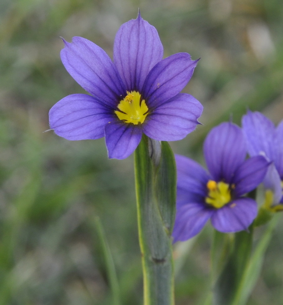 Image of genus Sisyrinchium specimen.