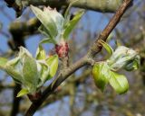 Malus sieversii. Часть ветки с развивающимися соцветиями на коротких побегах. Германия, г. Дюссельдорф, Ботанический сад университета. 13.03.2014.