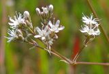 Gypsophila volgensis