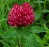 Trifolium pratense