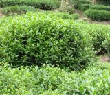 Thea sinensis