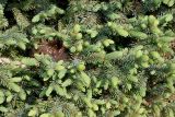 Picea glauca