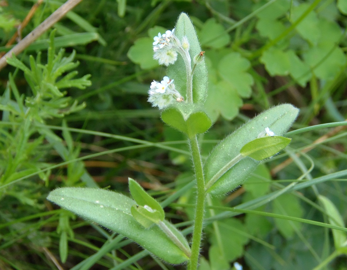 Изображение особи Myosotis arvensis.