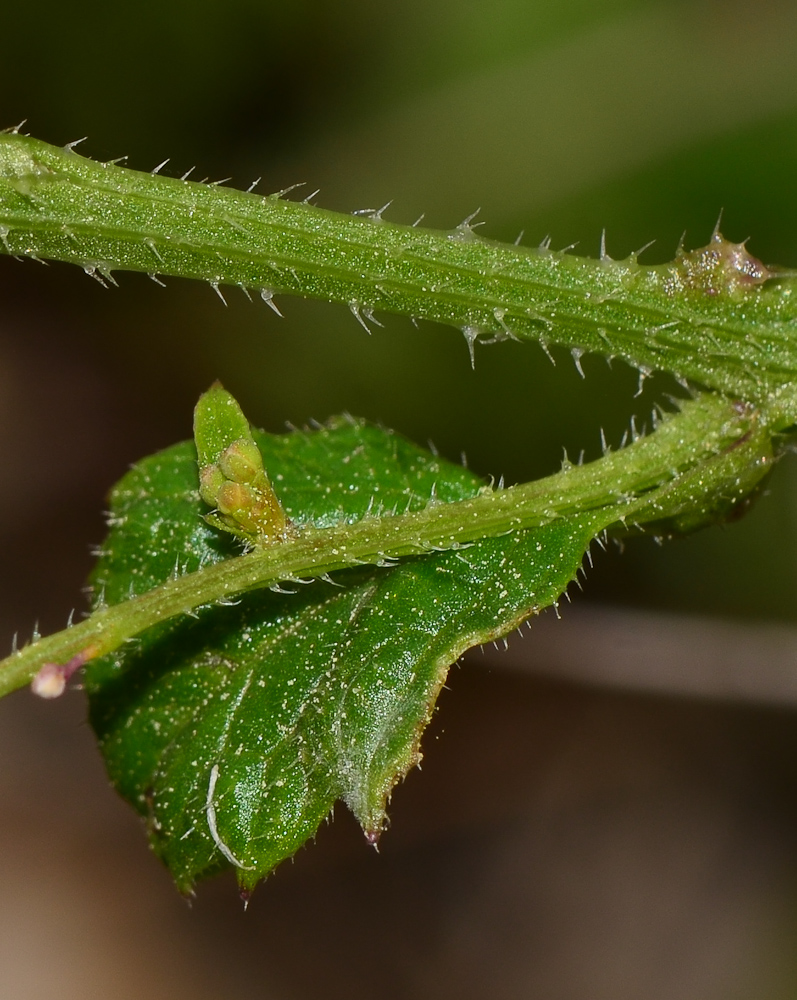Image of Crambe hispanica specimen.