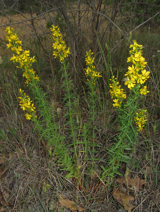 Изображение особи Hypericum lydium.