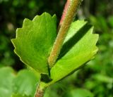 Salix pyrolifolia