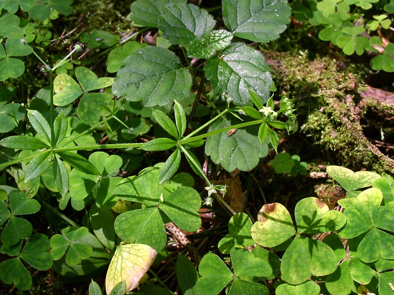 Изображение особи Galium triflorum.