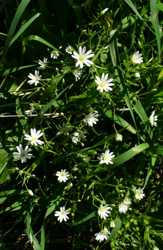 Image of Stellaria holostea specimen.