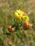 Trifolium aureum