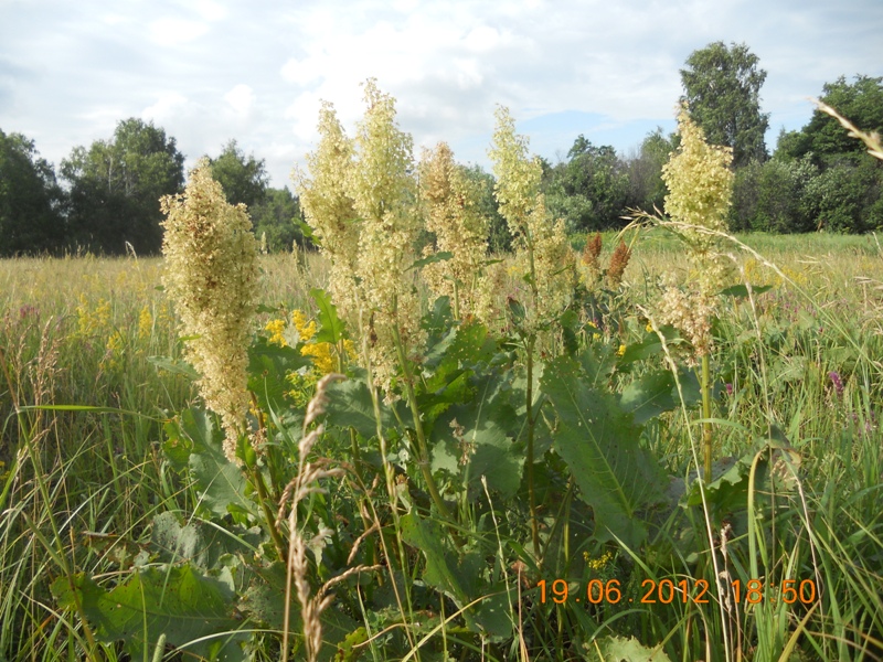 Image of Rumex confertus specimen.