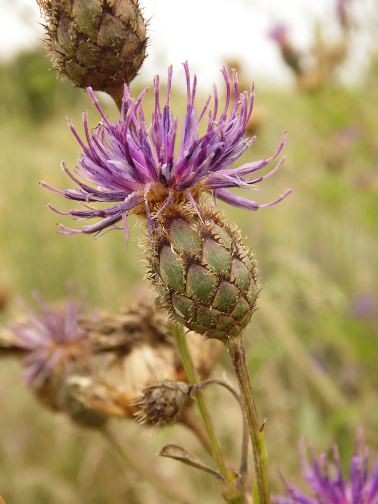 Изображение особи Centaurea adpressa.