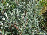 Salix lapponum. Плодоносящее растение. Кольский полуостров, Восточный Мурман, губа Ярнышная, восточный берег. 21.07.2009.