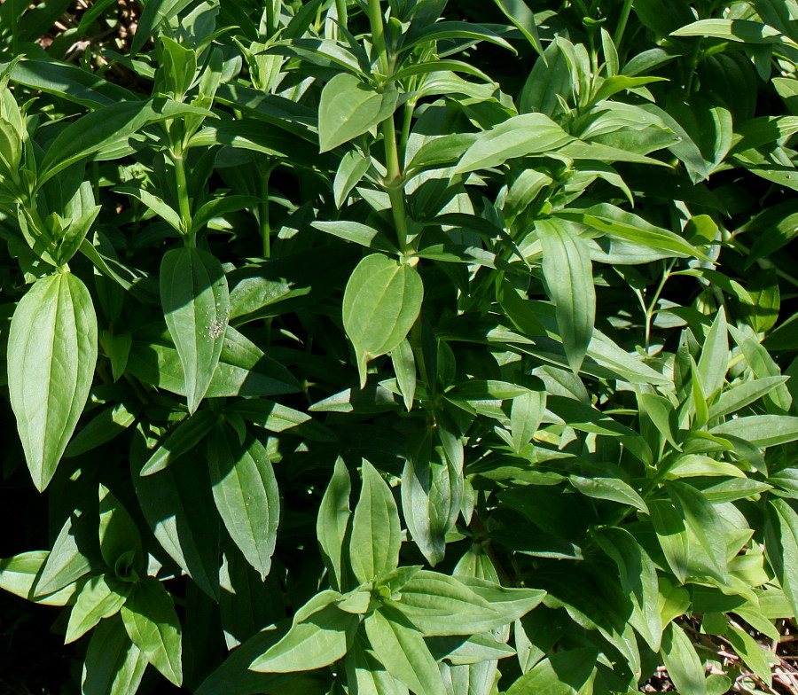 Image of Saponaria officinalis specimen.