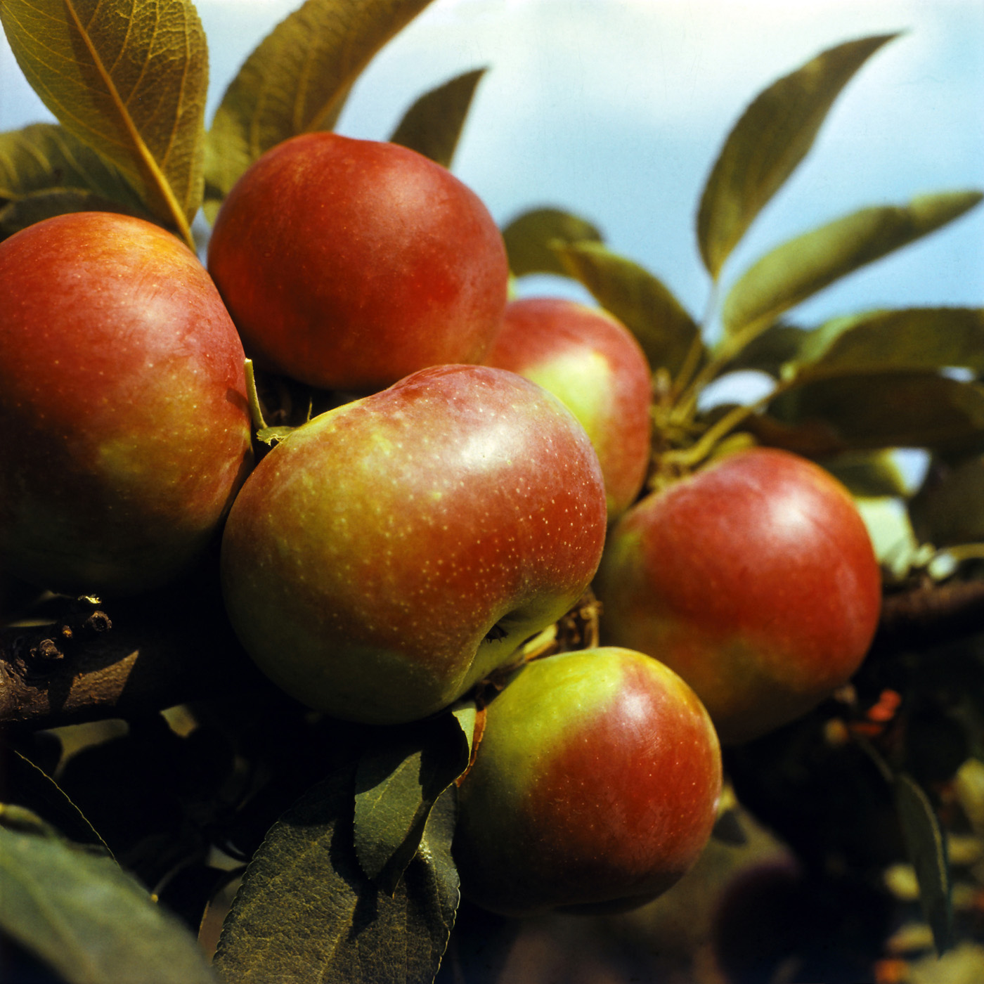 Изображение особи Malus domestica.