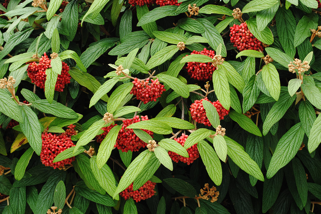 Image of Viburnum rhytidophyllum specimen. 