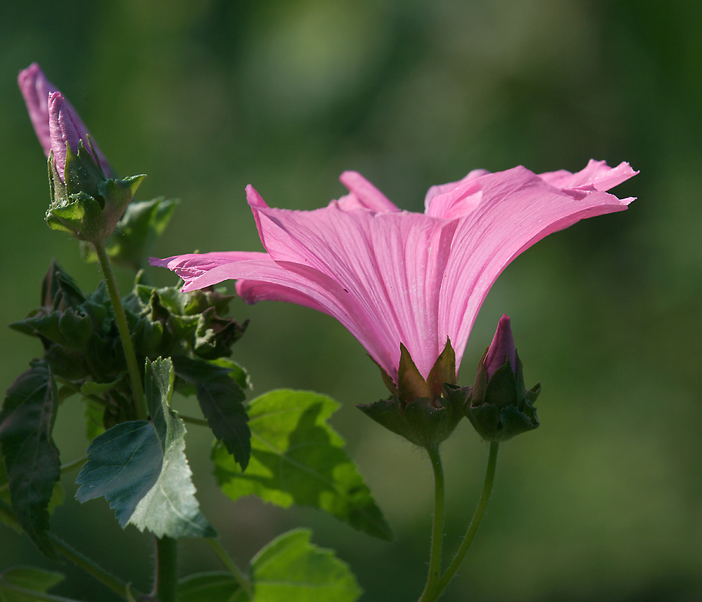 Изображение особи Malva trimestris.