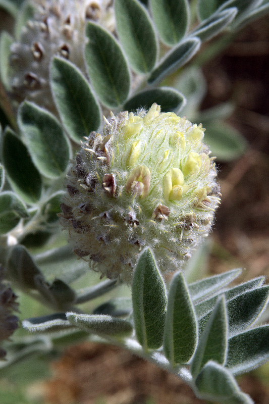 Изображение особи Astragalus eximius.