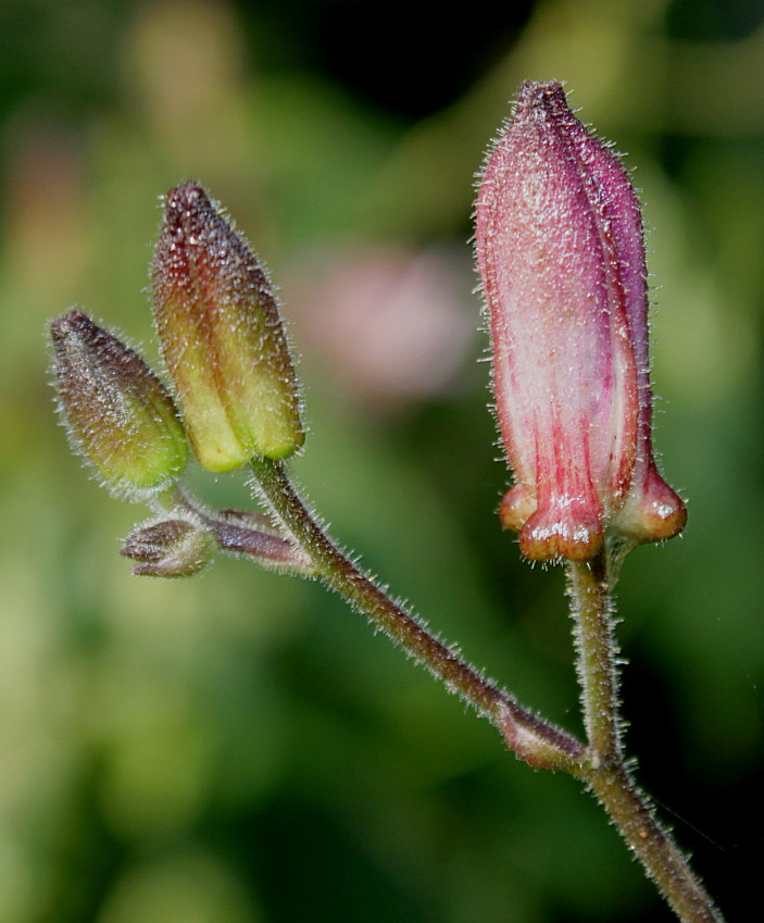 Изображение особи Tricyrtis hirta.