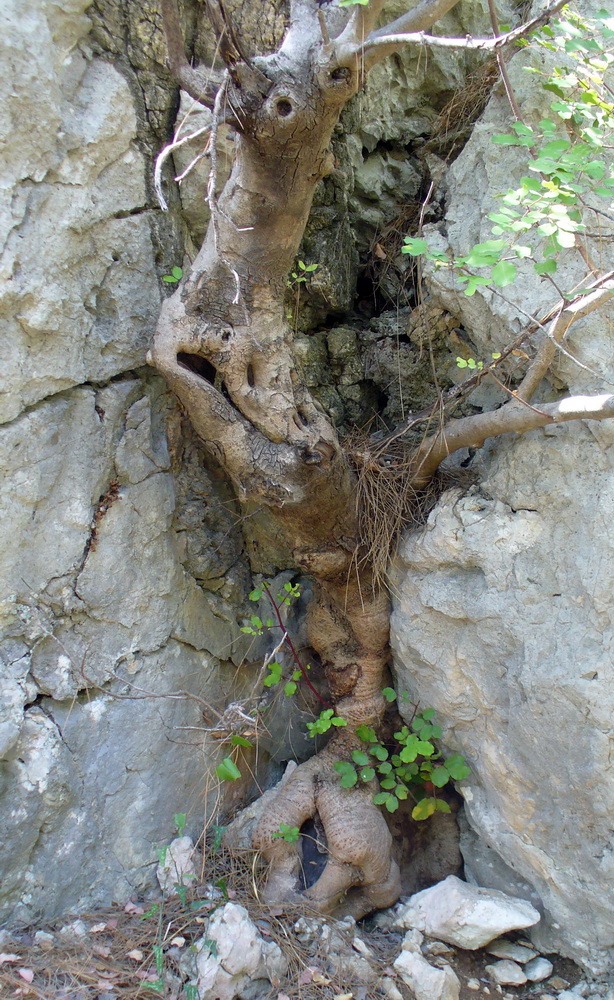 Image of Ceratonia siliqua specimen.