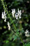 Aconitum orientale. Часть соцветия. Карачаево-Черкесия, окр. пос. Домбай, долина р. Алибек. 29.07.2014.