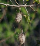 Echinocystis lobata. Сухой побег с высохшими плодами. Московская обл., Раменский р-н, окр. дер. Хрипань, садовый участок. 09.05.2014.